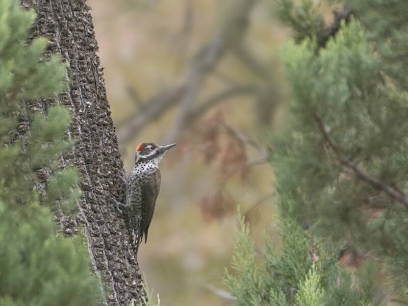 Arizona Woodpecker, Photos 4