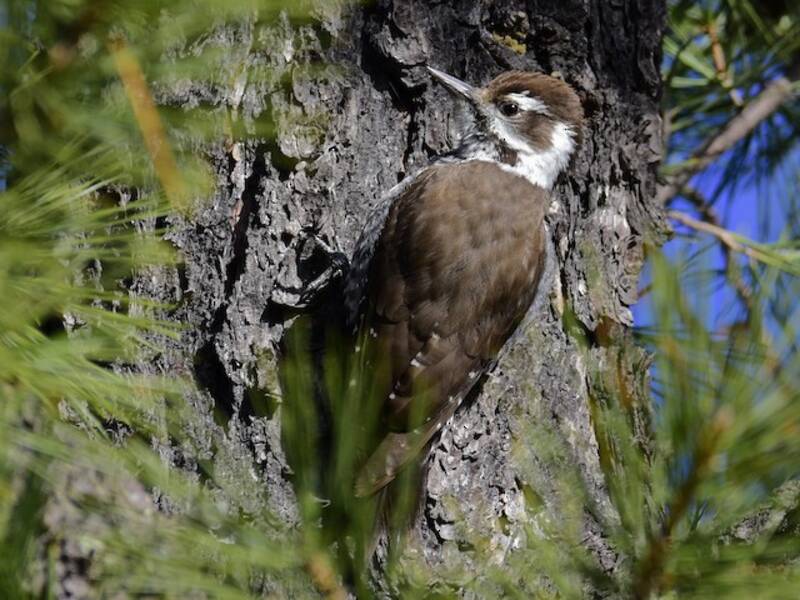 Arizona Woodpecker, Photos 3