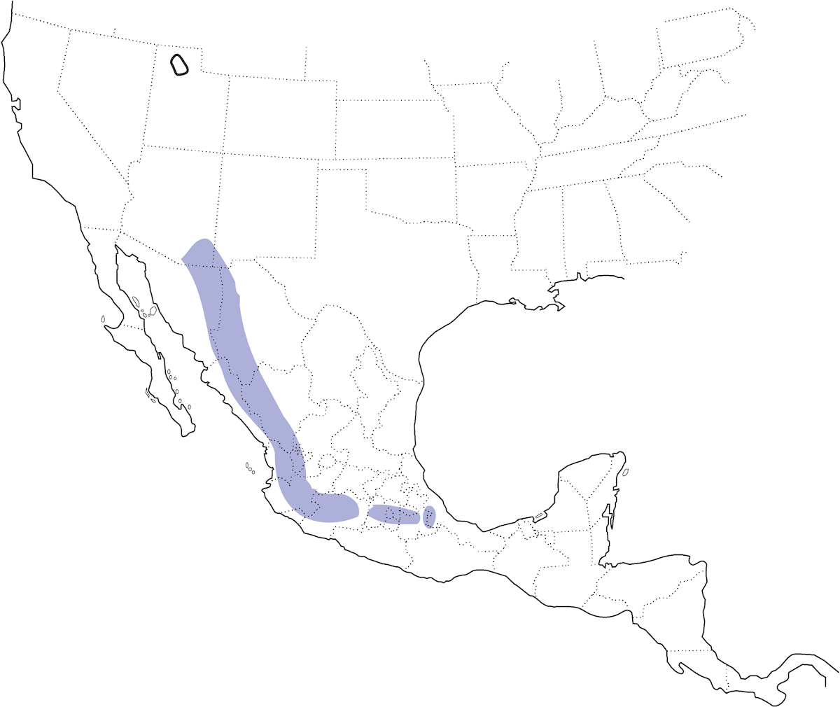Arizona Woodpecker, Distribution 1