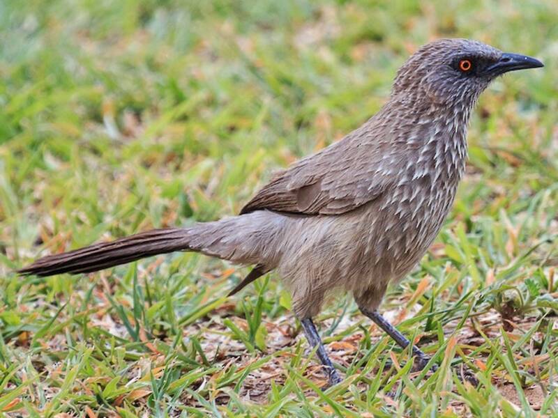 Arrow-marked Babbler