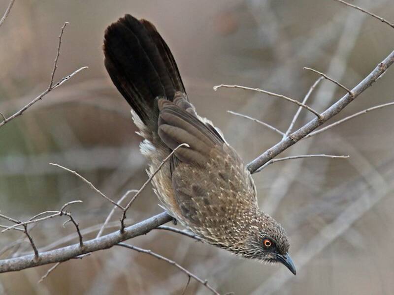 Arrow-marked Babbler, 照片 2