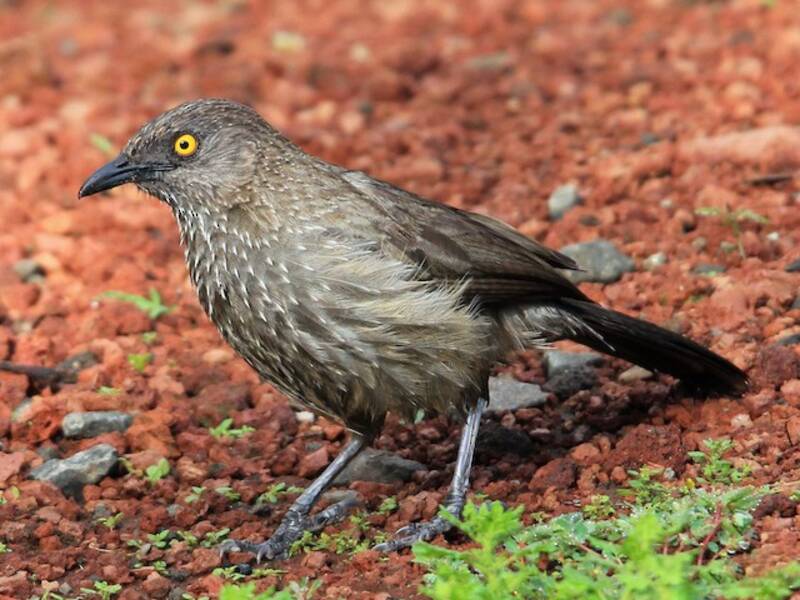 Arrow-marked Babbler, 照片 3