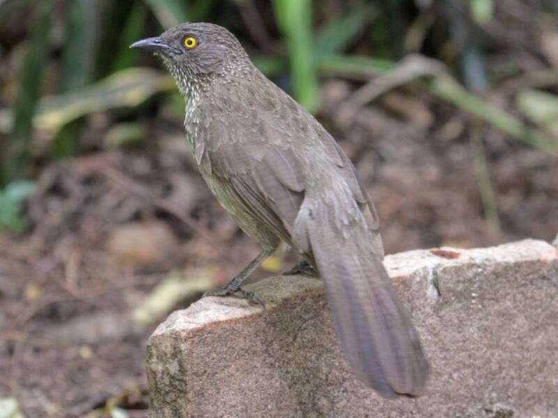 Arrow-marked Babbler, 照片 4