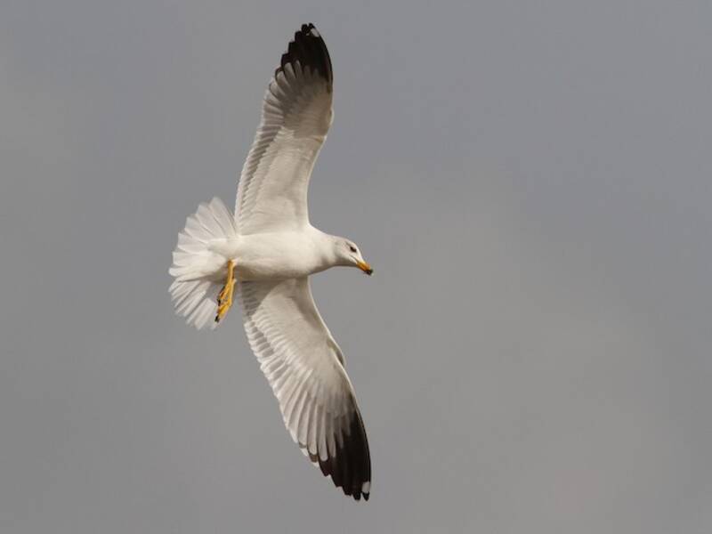 Armenian Gull, Photos 4