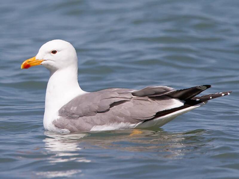 Armenian Gull