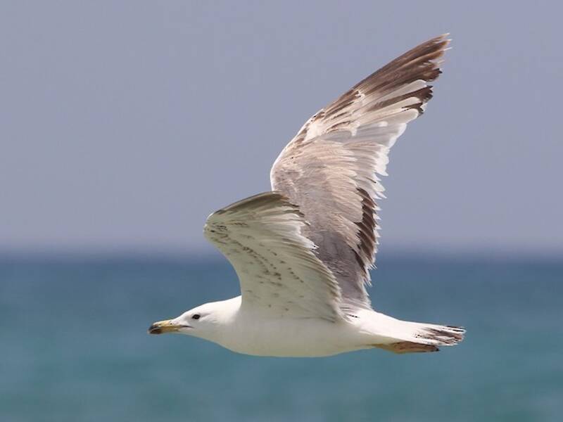 Armenian Gull, Photos 3