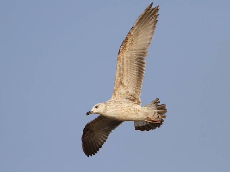 Armenian Gull, Photos 2