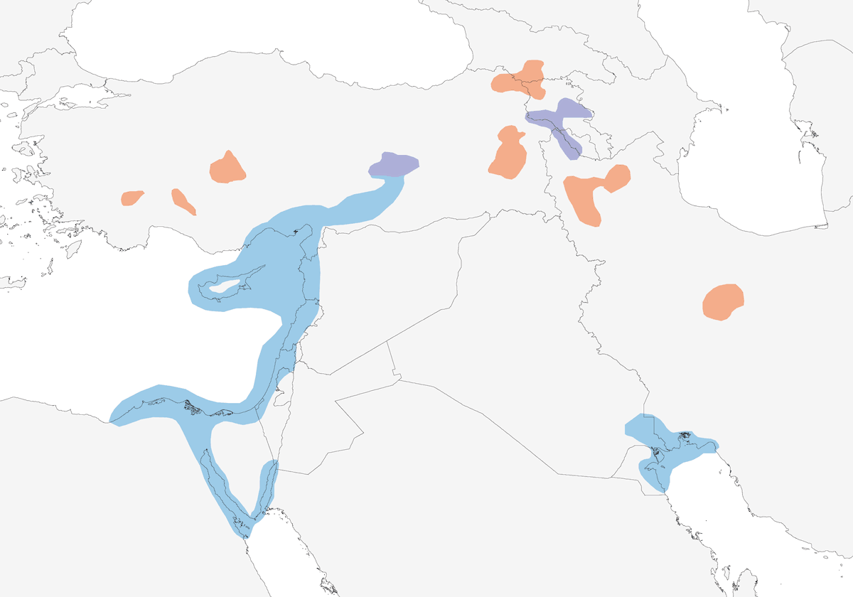 Armenian Gull, Distribution 1