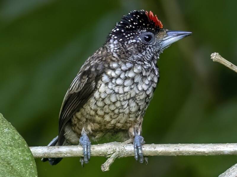 Arrowhead Piculet, Photos 4