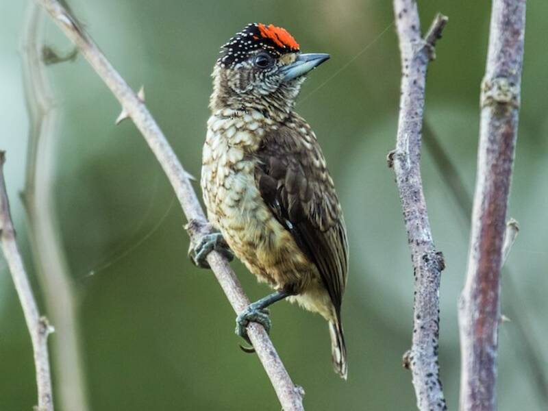 Arrowhead Piculet, Photos 3