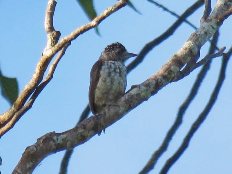 Arrowhead Piculet, Photos 2