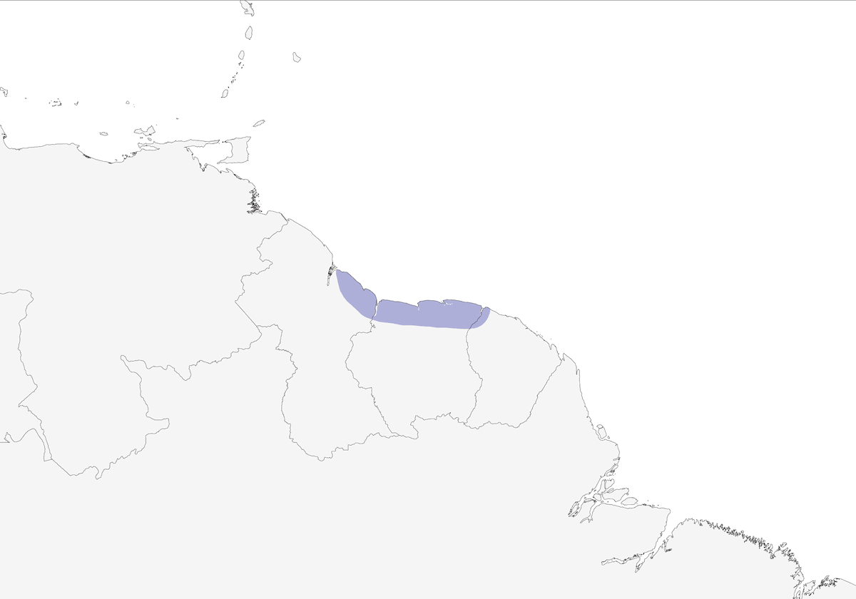 Arrowhead Piculet, Distribution 1