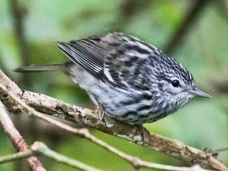 Arrowhead Warbler, Photos 3