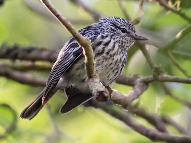 Arrowhead Warbler, Photos 2