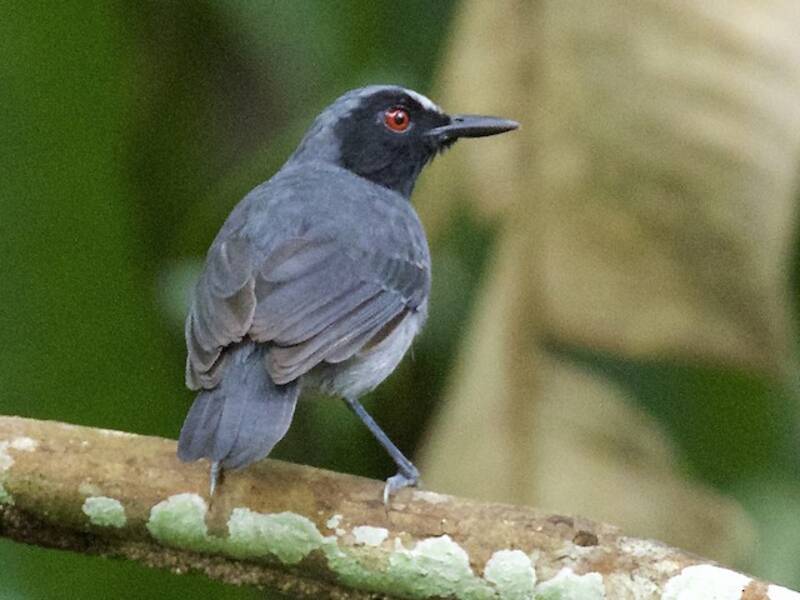 Aschbrust-Ameisenvogel, Fotos 3