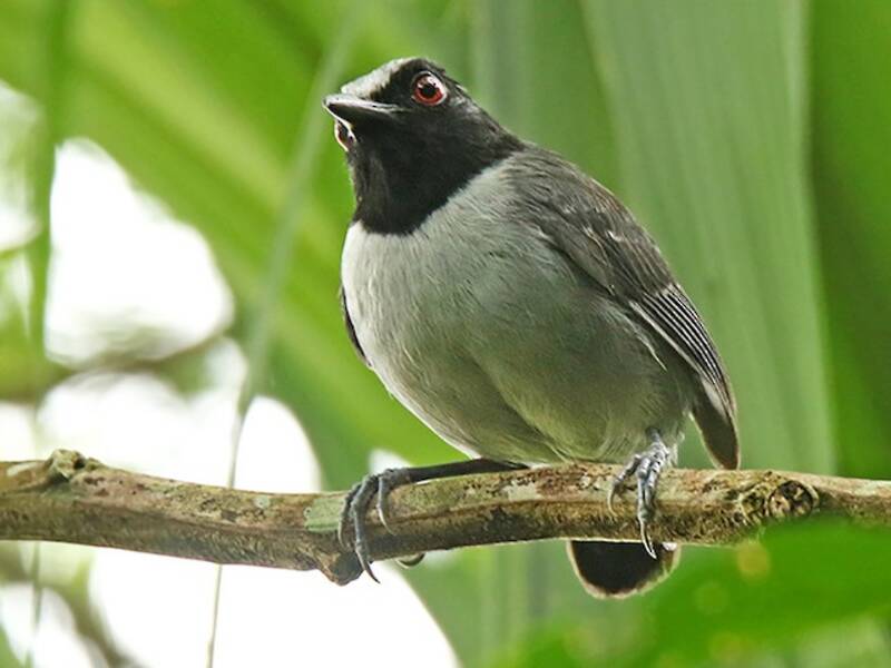 Aschbrust-Ameisenvogel