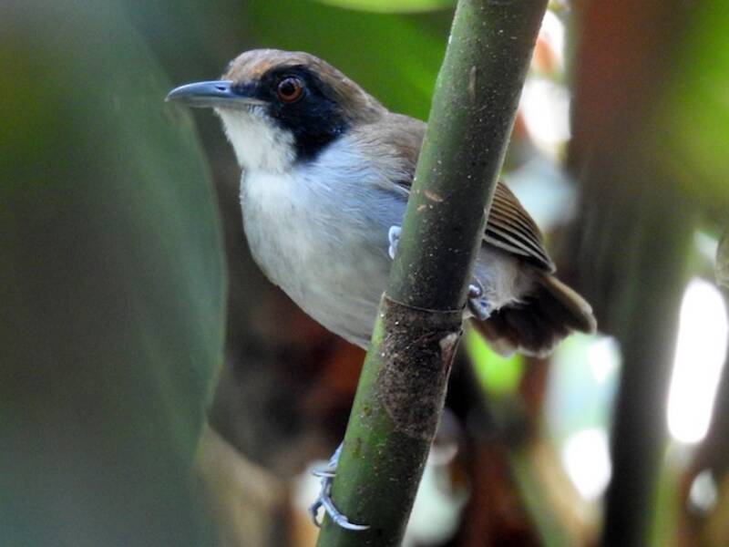 Aschbrust-Ameisenvogel, Fotos 2