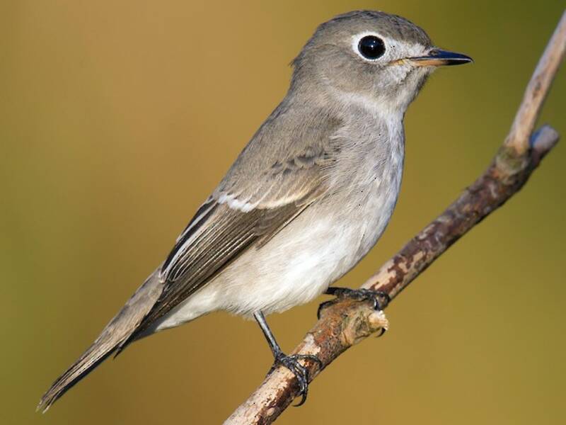 Asian Brown Flycatcher, Photos 2