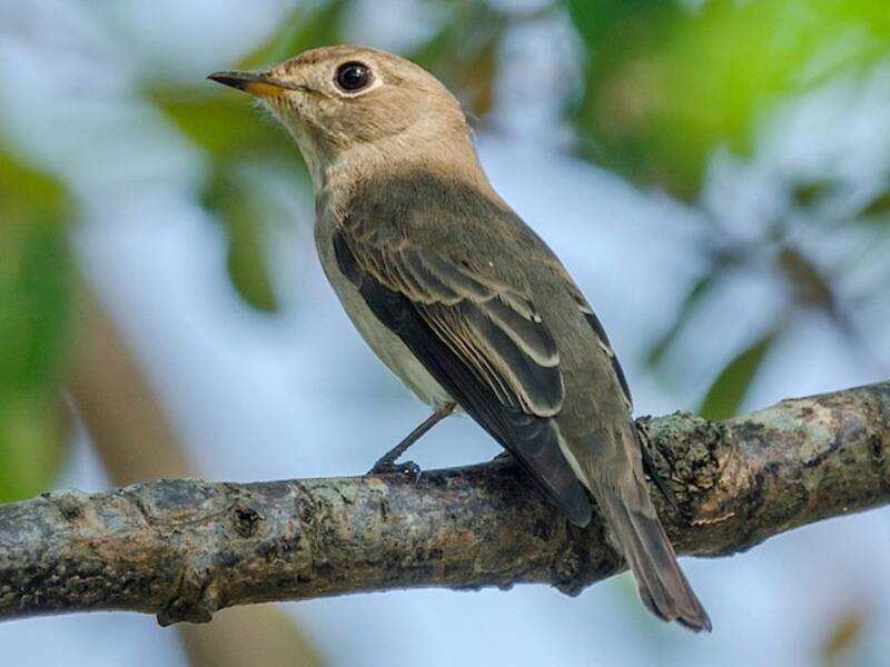 Asian Brown Flycatcher