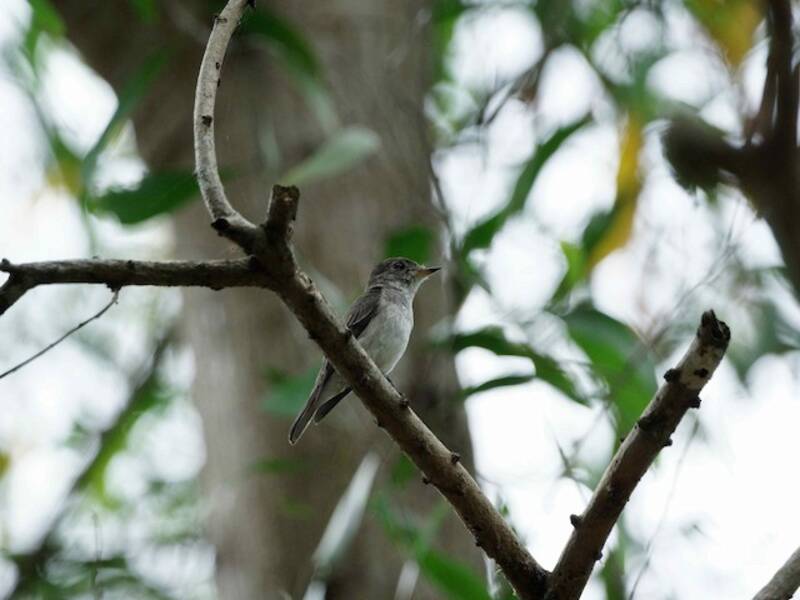 Asian Brown Flycatcher, Photos 4