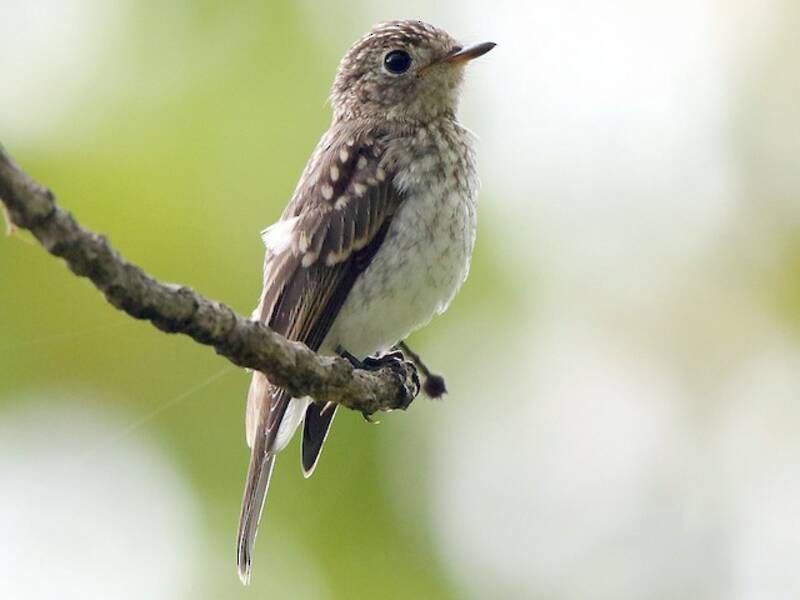 Asian Brown Flycatcher, Photos 3