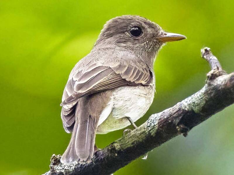 Ashy-breasted Flycatcher