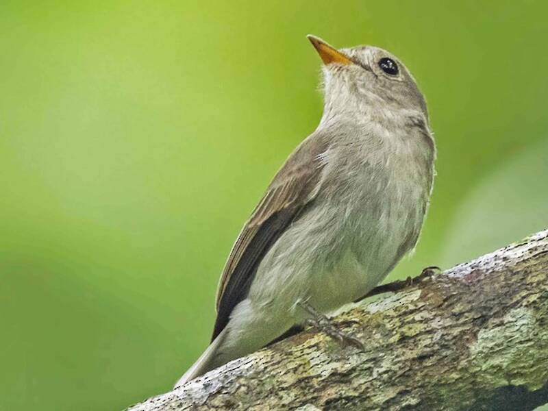 Ashy-breasted Flycatcher, Photos 3