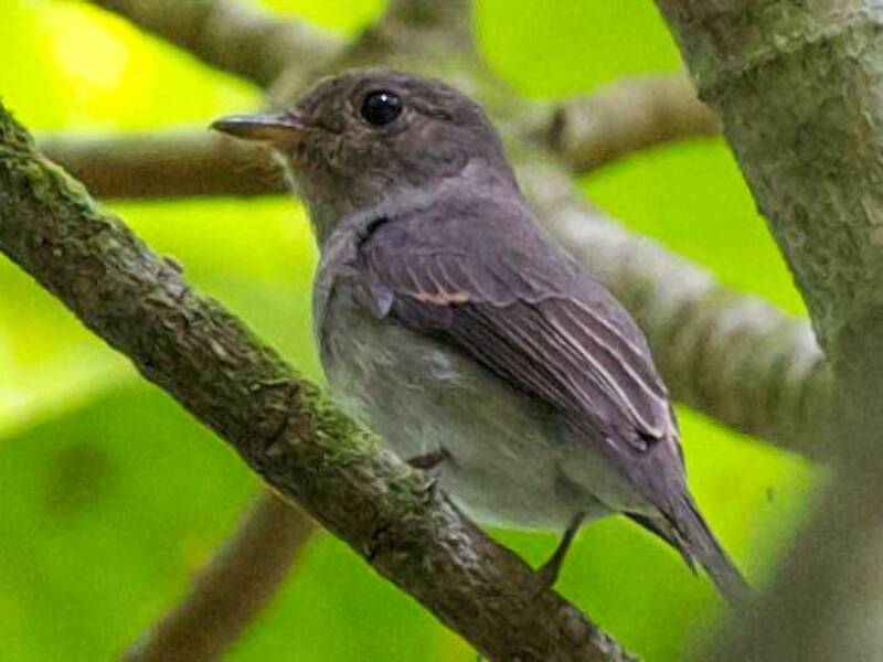 Ashy-breasted Flycatcher, Photos 2