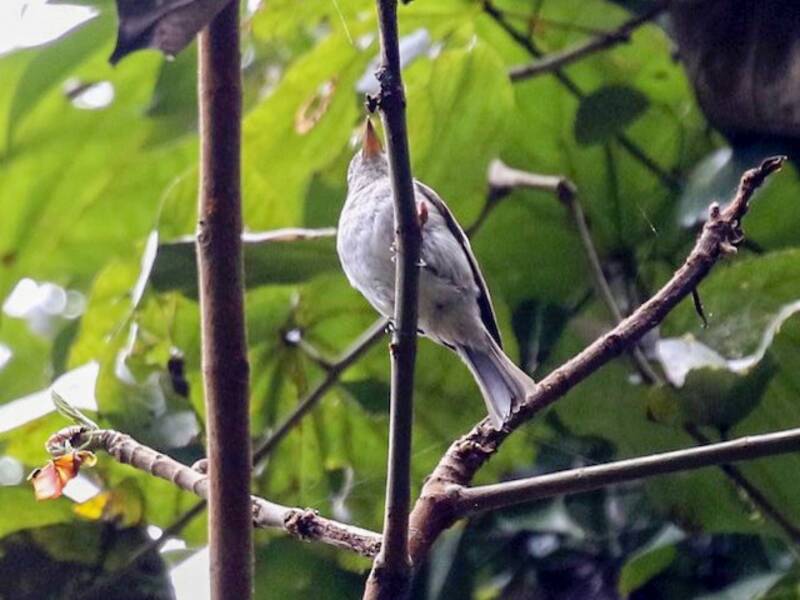 Ashy-breasted Flycatcher, Photos 4