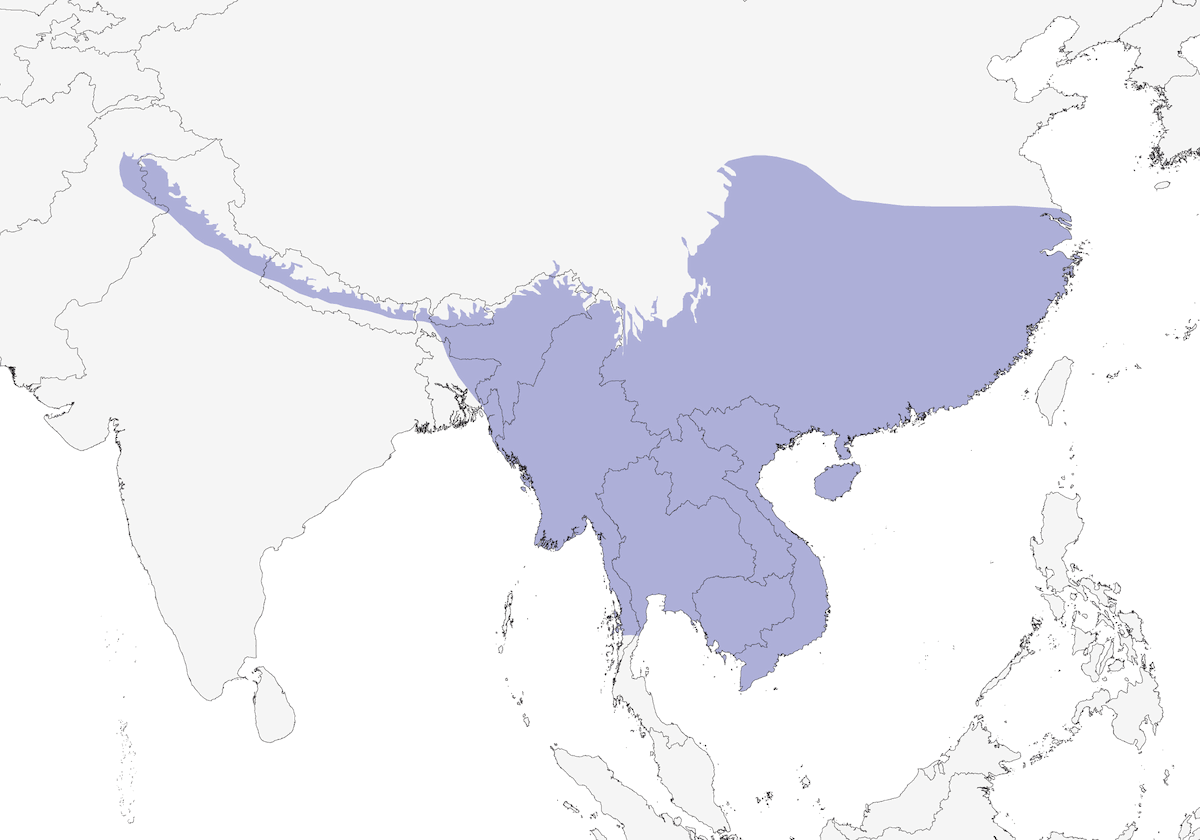 Chevêchette barrée d'Asie, Distribution 1