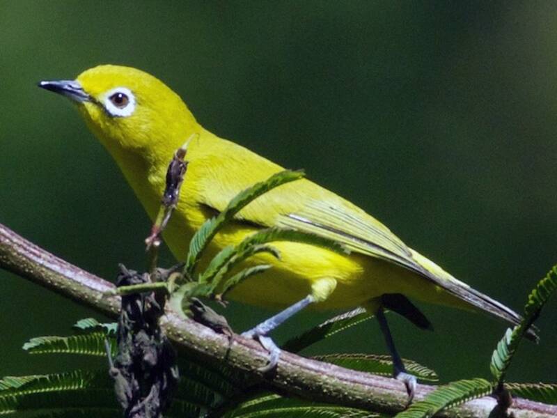 Zostérops à ventre cendré, Photos 4
