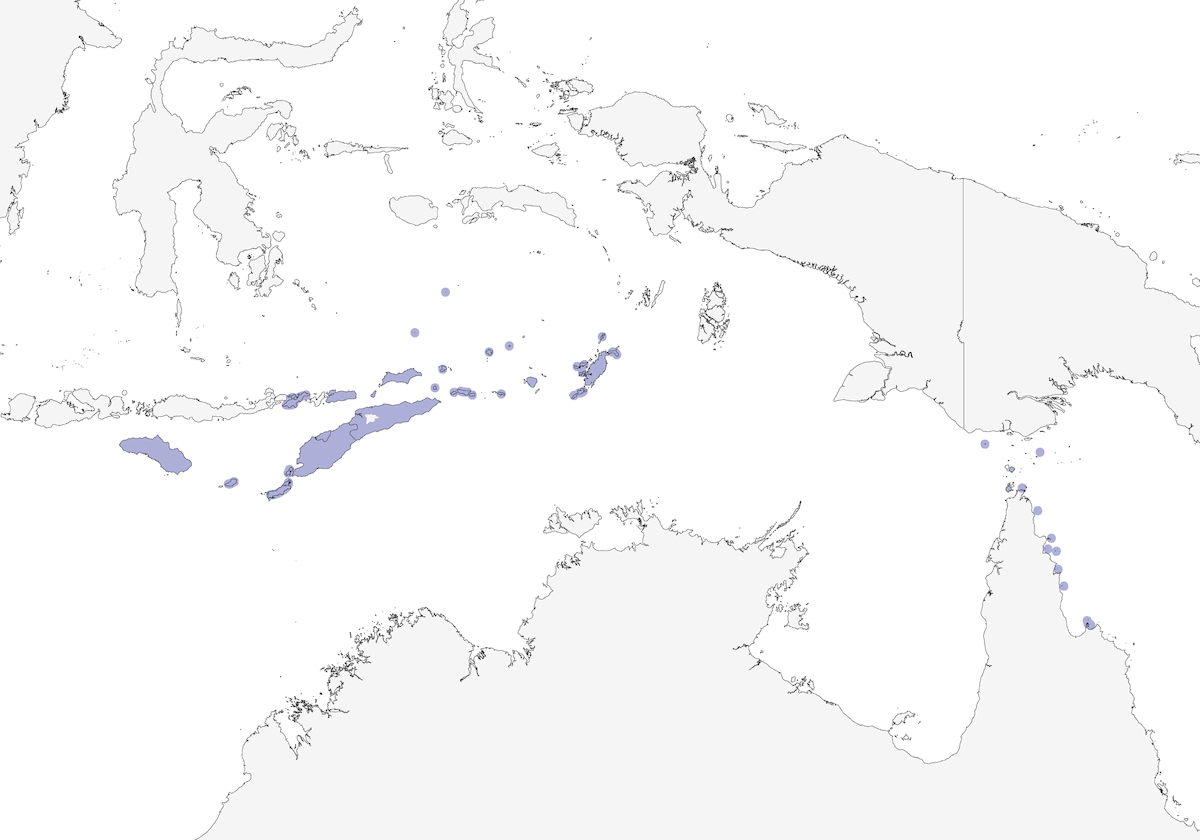 Zostérops à ventre cendré, Distribution 1