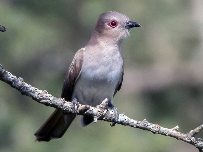Ash-colored Cuckoo, Photos 3