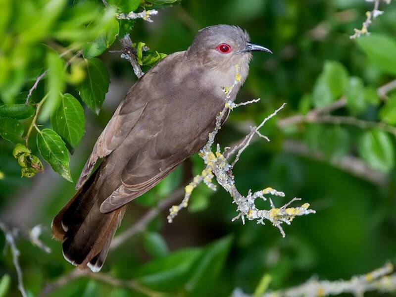 Ash-colored Cuckoo