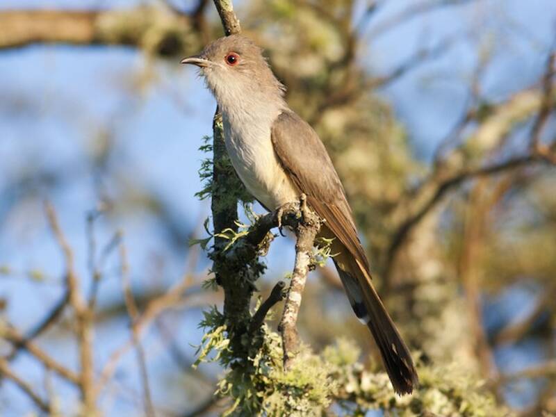 Ash-colored Cuckoo, Photos 2
