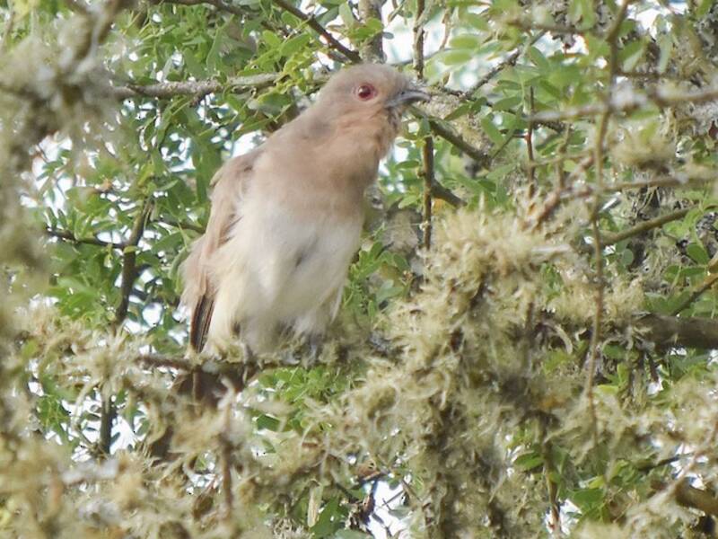 Ash-colored Cuckoo, Photos 4