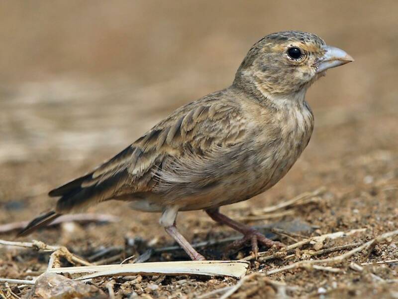 Calandra-passero coronacenere