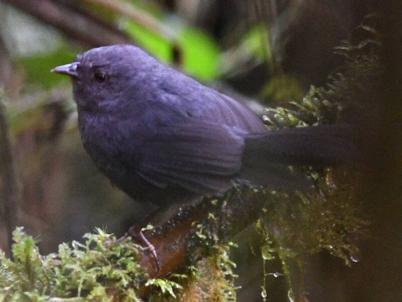 Tapaculo Ceniciento, Fotos 2
