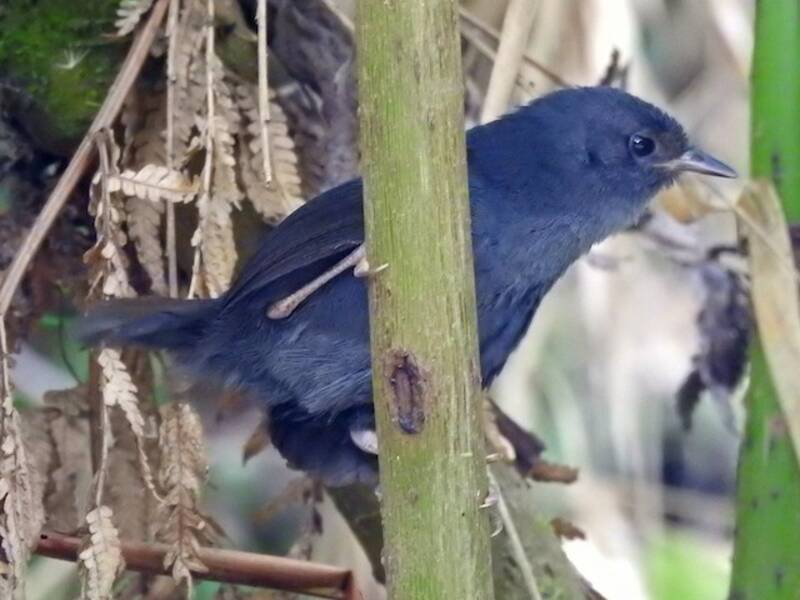 Tapaculo Ceniciento