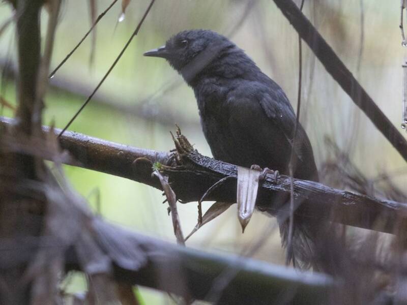Tapaculo Ceniciento, Fotos 3