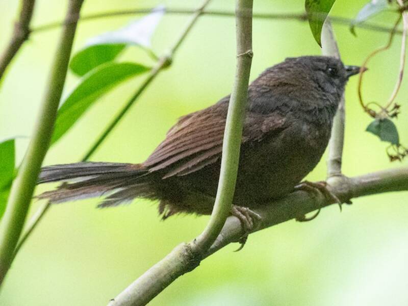 Tapaculo Ceniciento, Fotos 4