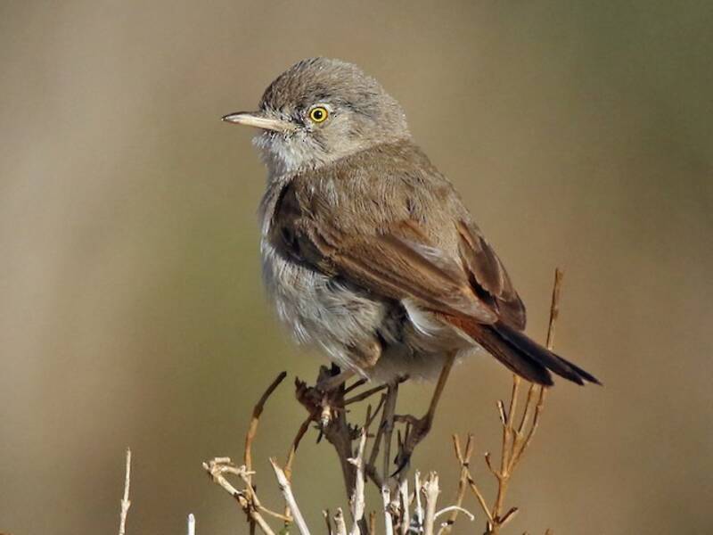 Curruca del desierto asiática, Fotos 2