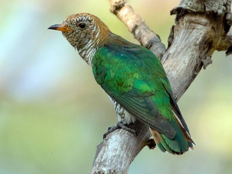 Asian Emerald Cuckoo