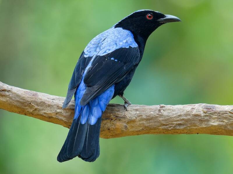 Asian Fairy-bluebird, Photos 4