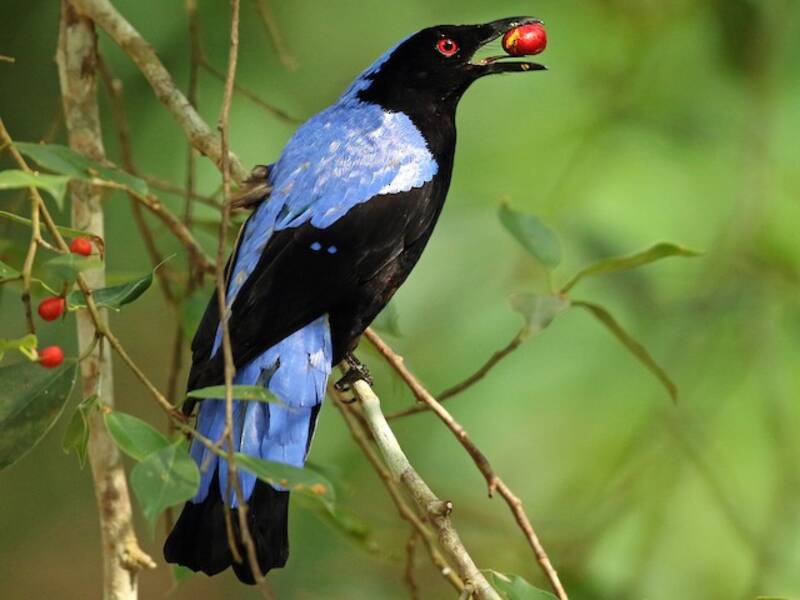 Asian Fairy-bluebird (Irena puella)