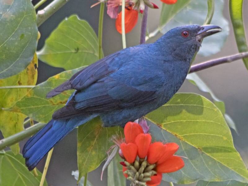 Asian Fairy-bluebird, Photos 2