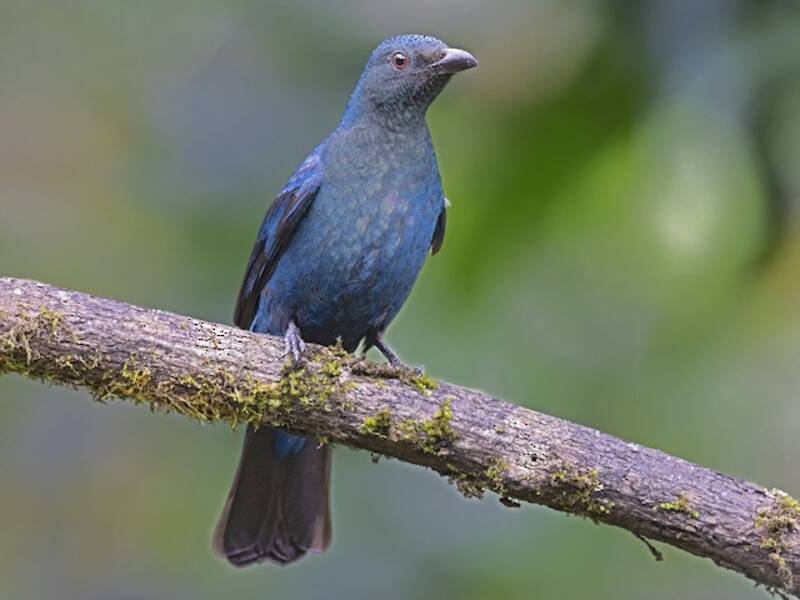 Asian Fairy-bluebird, Photos 3