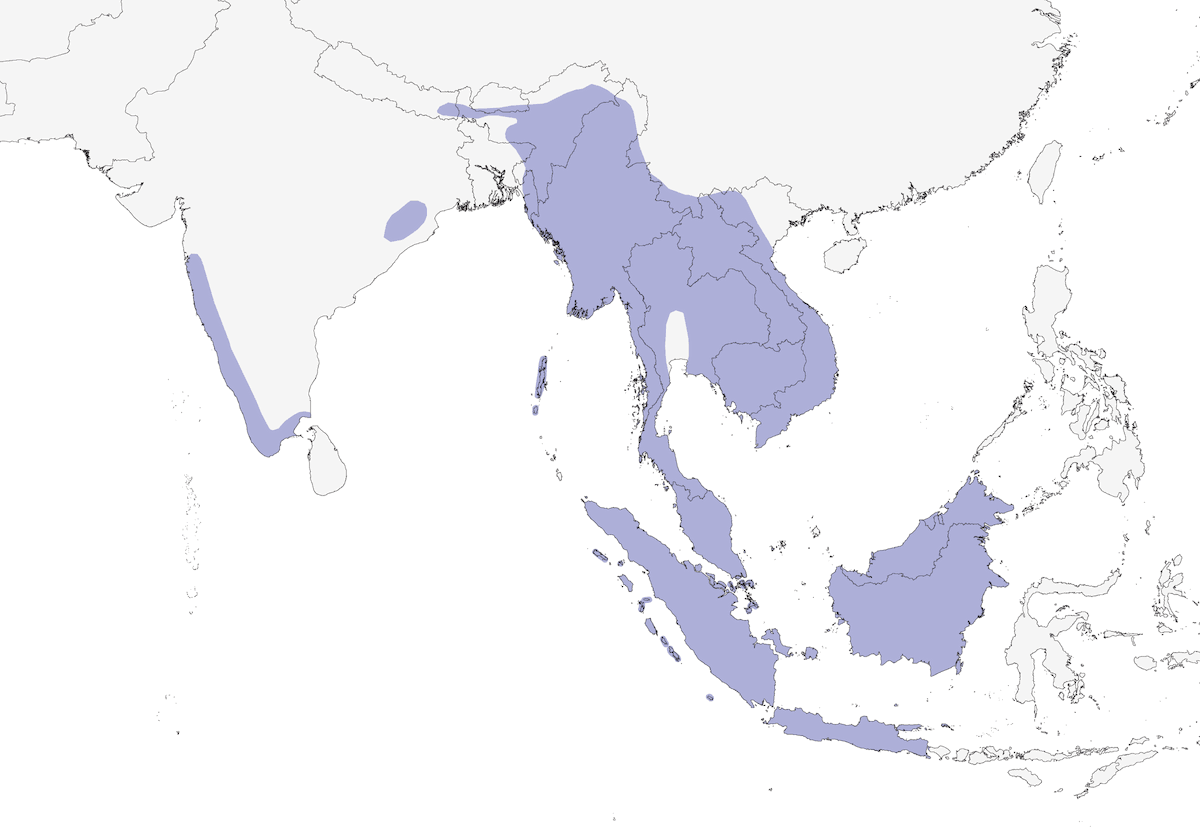 Asian Fairy-bluebird, Distribution 1