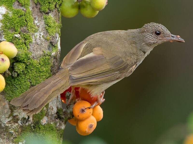 Ashy-fronted Bulbul