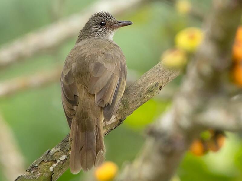Ashy-fronted Bulbul, Photos 2